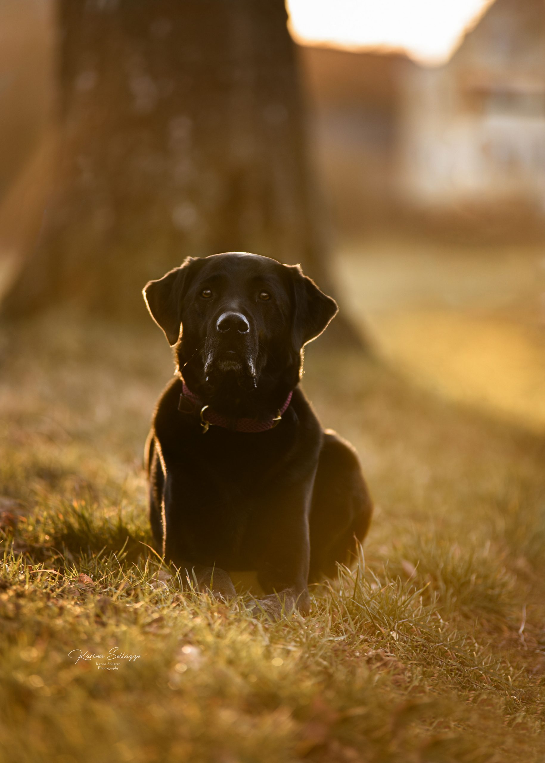 Labrador Hund Sonnenaufgang