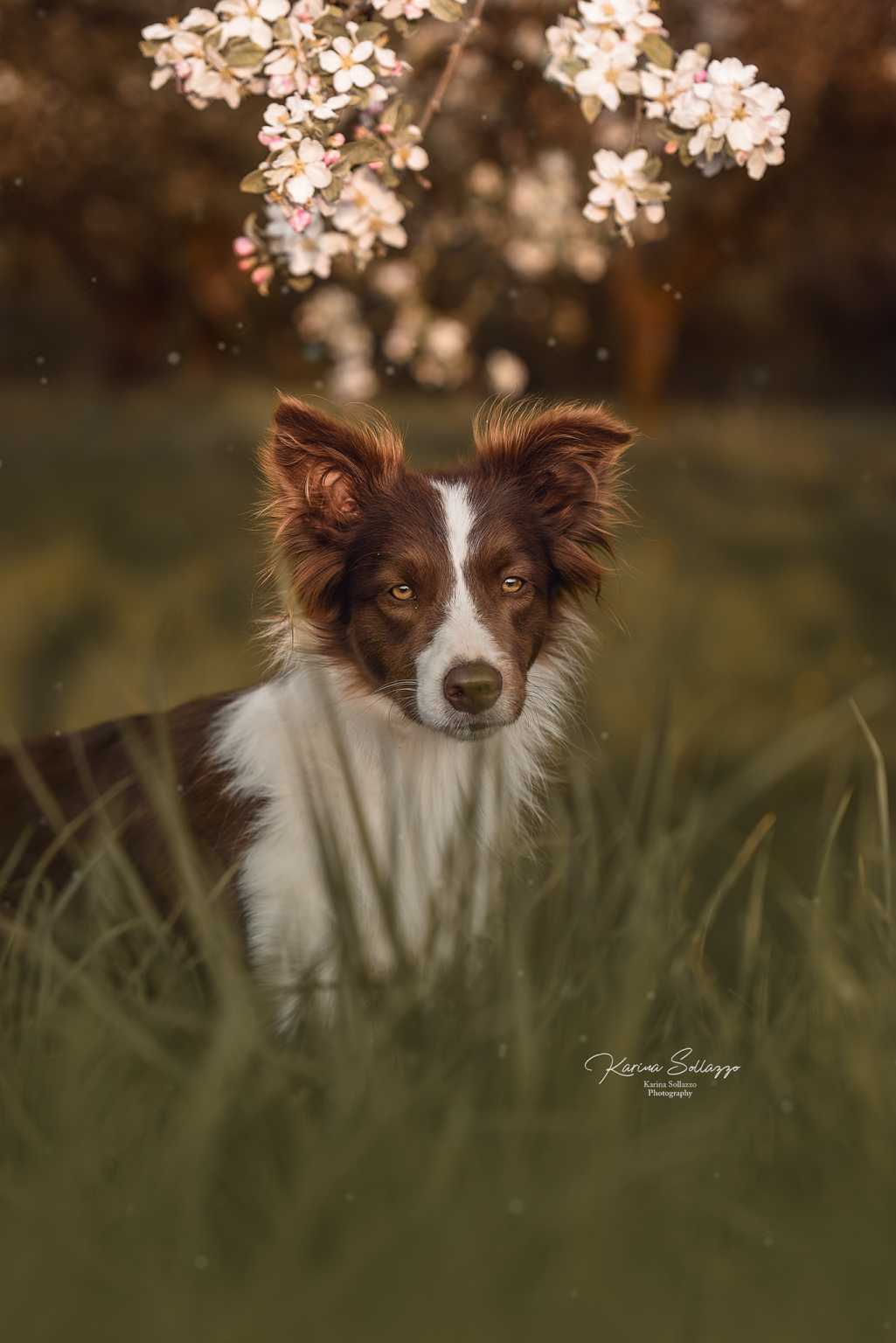 Bordercollie in Kirschblüten