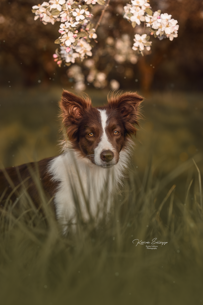 Bordercollie in Kirschblüten