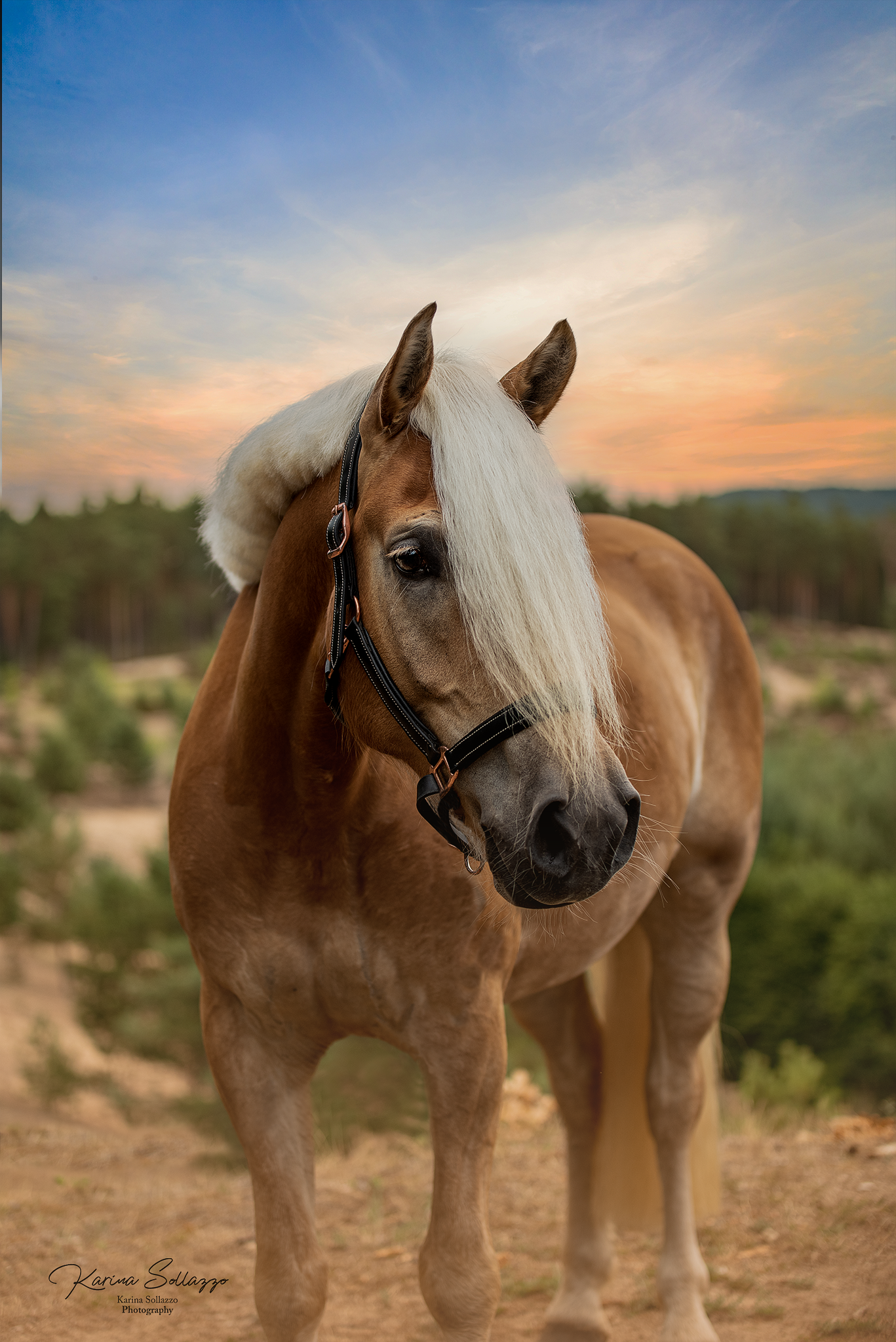 Haflinger im Sonnenuntergang
