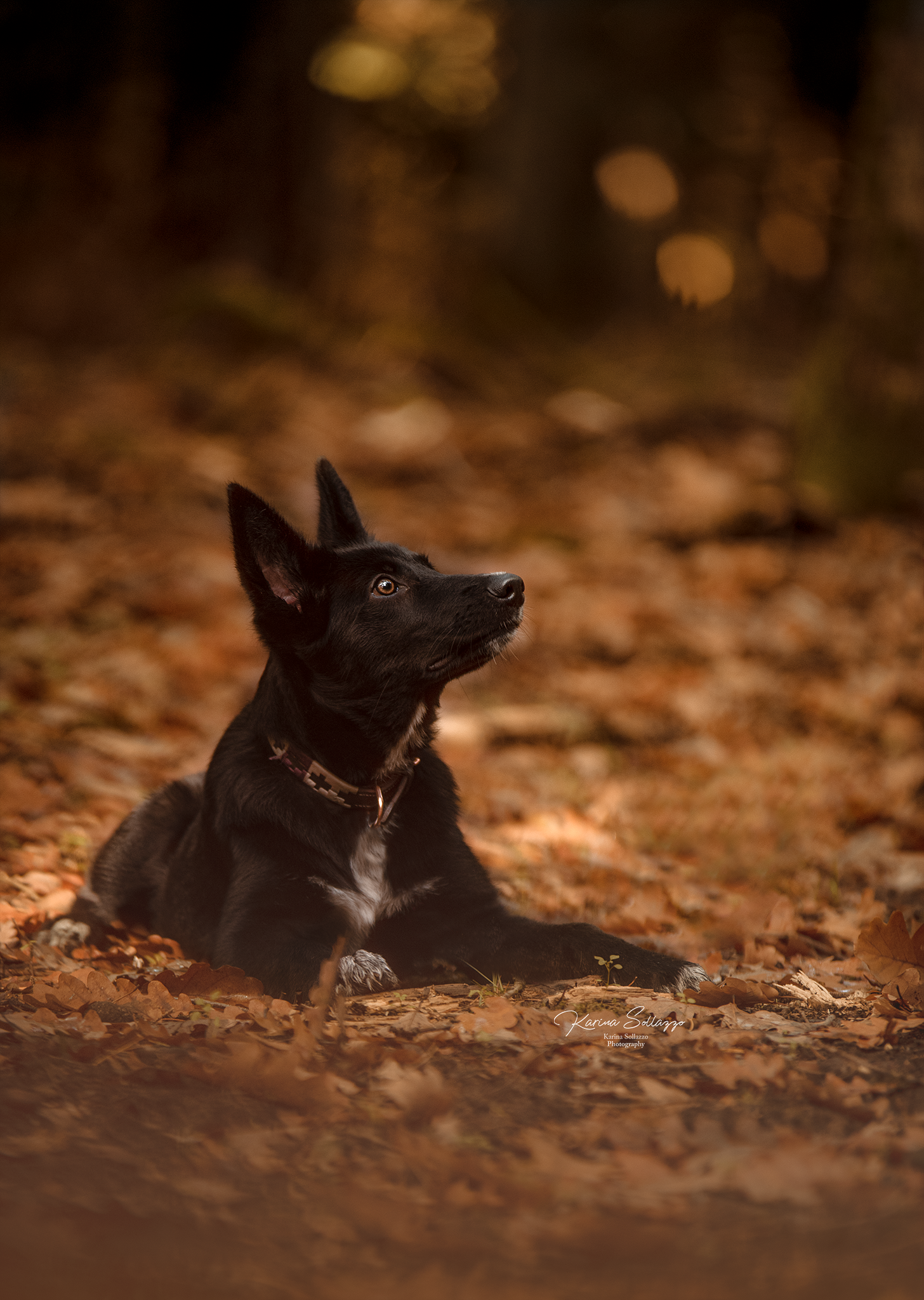 Welpe im Herbstlaub