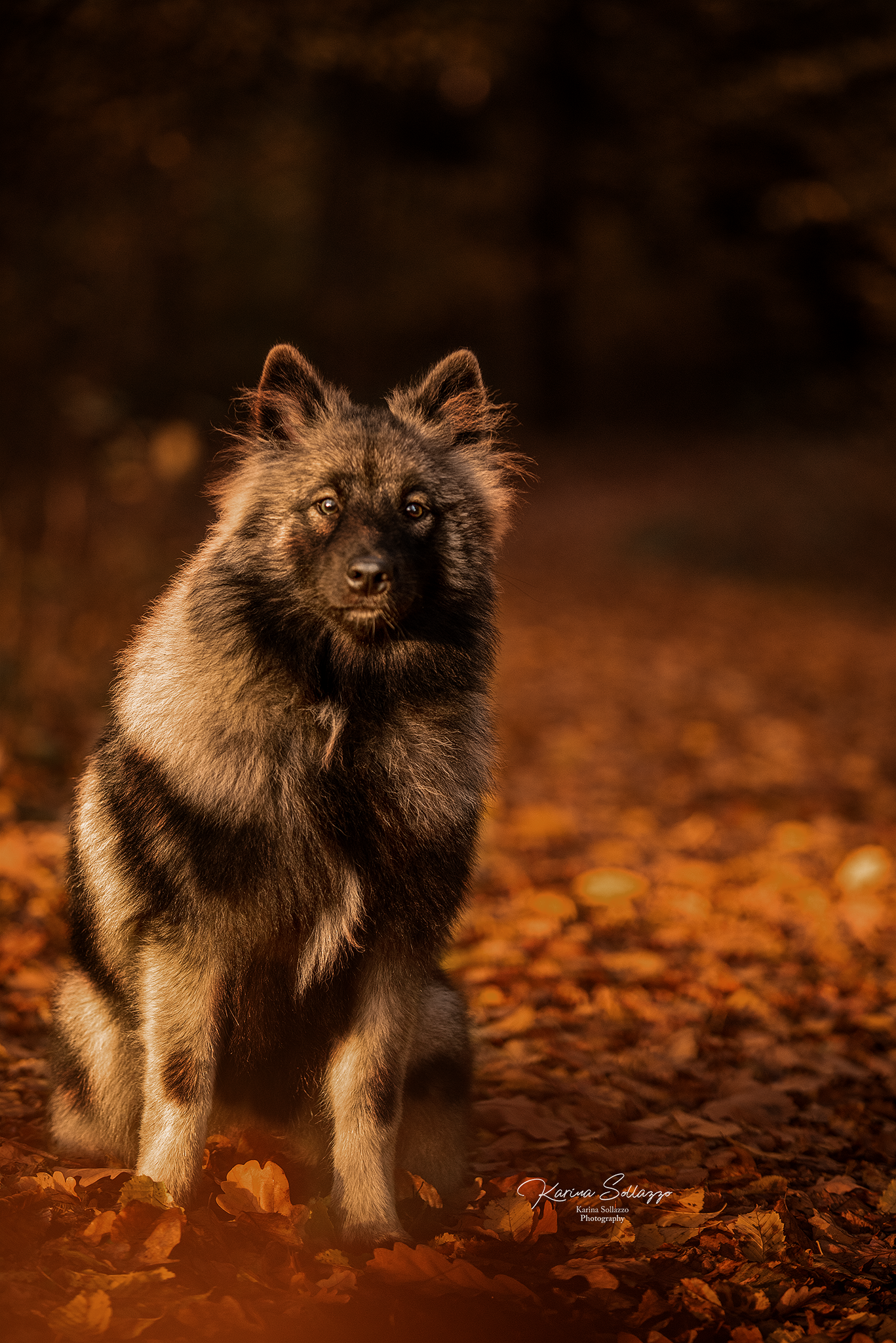 Hund Wolfspitz im Herbstlaub