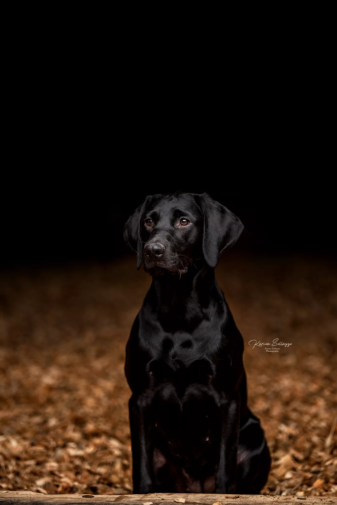 schwarzer Labradorwelpe