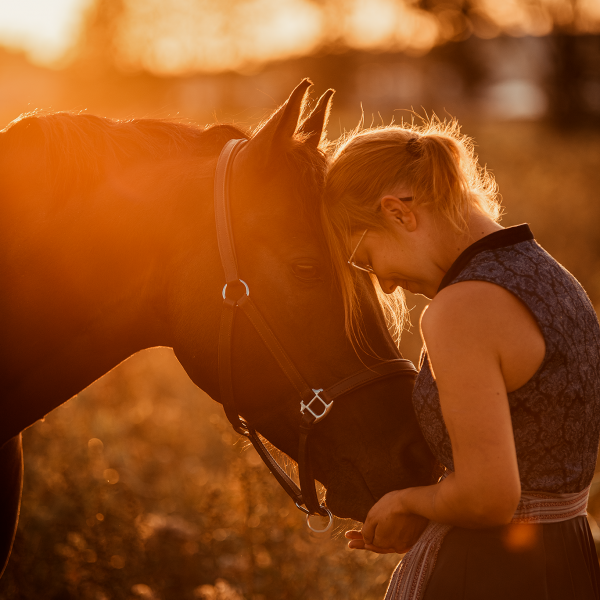 Pferd mit Mensch Sonnenuntergang