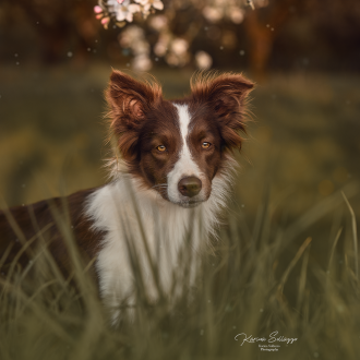 Bordercollie in Kirschblüten