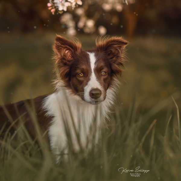 Bordercollie in Kirschblüten