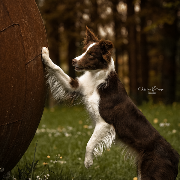 Bordercollie im Wald