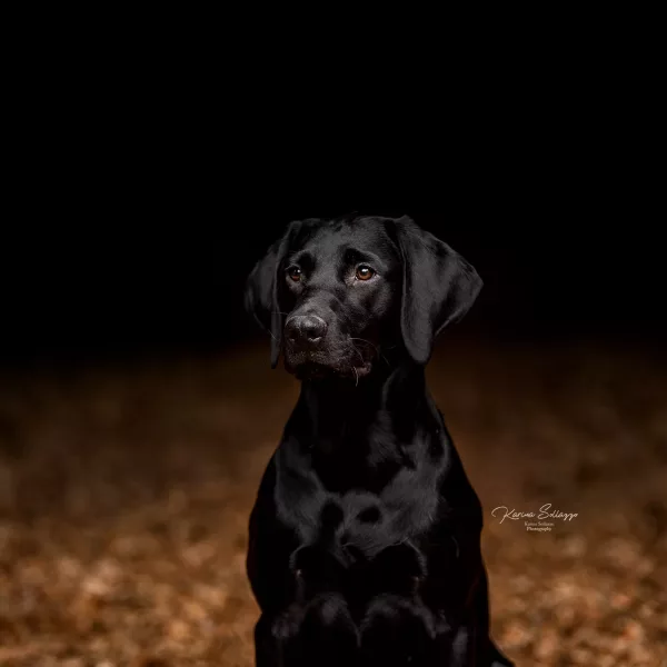 schwarzer Labradorwelpe