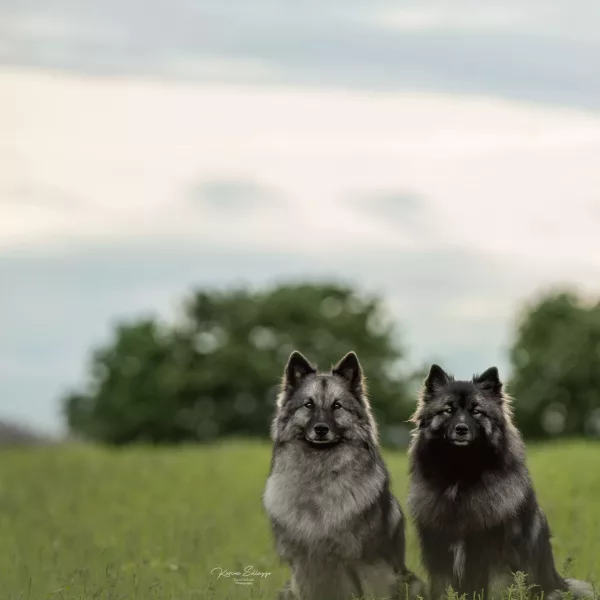 zwei Hunde im Feld