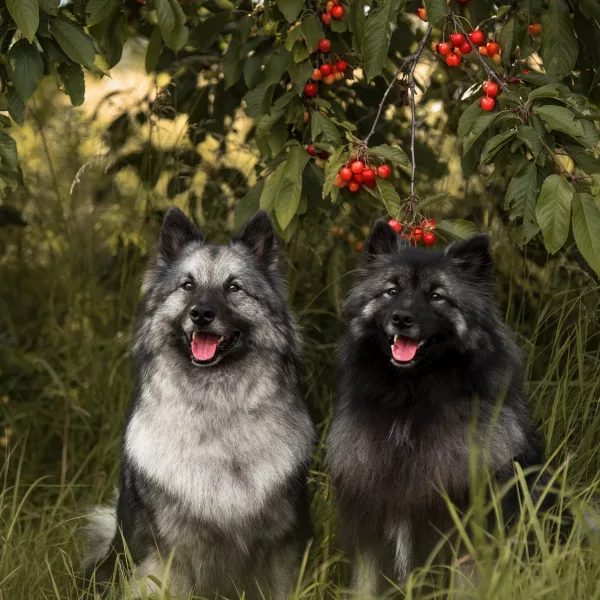 zwei Hunde unter einem Kirschbaum