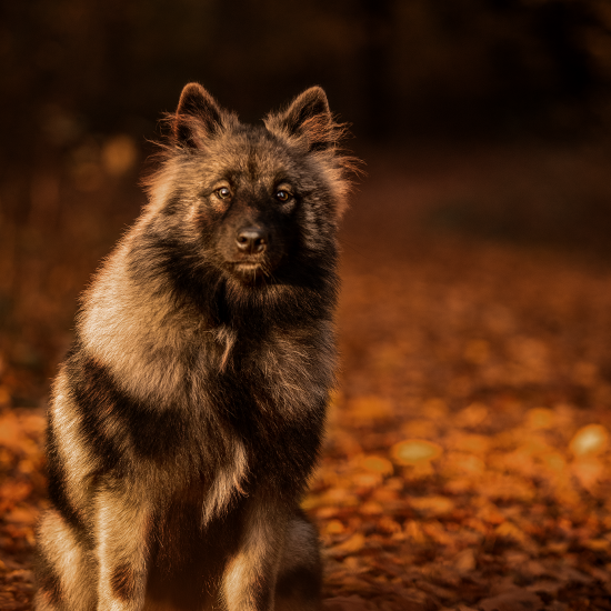 Hund Wolfspitz im Herbstlaub
