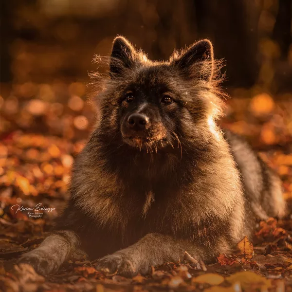 Welpe im Herbstlaub