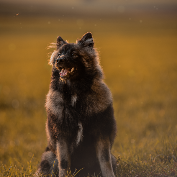 Wolfspitzwelpe im Sonnenuntergang