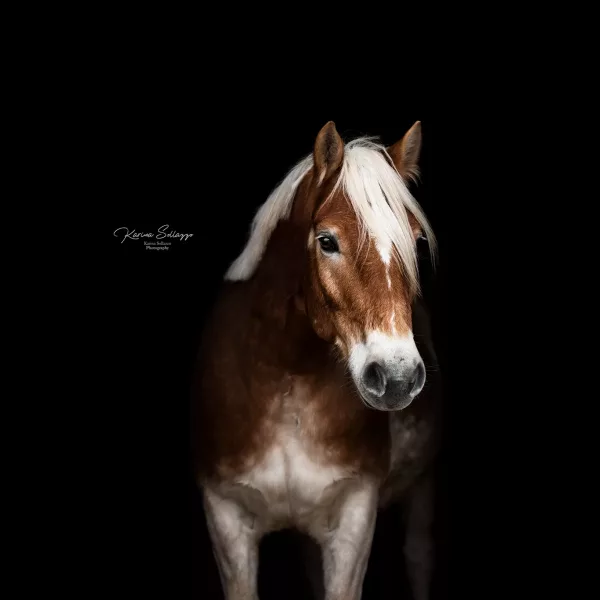 Haflinger vor schwarzem Hintergrund