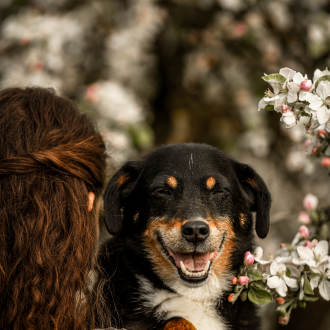 Mischling Hund mit Besitzer bei Apfelblüten