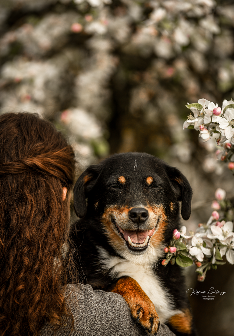 Mischling Hund mit Besitzer bei Apfelblüten