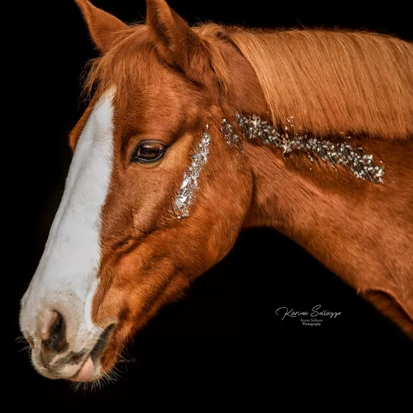 Pony mit Glitzer vor schwarzen Hintergrund