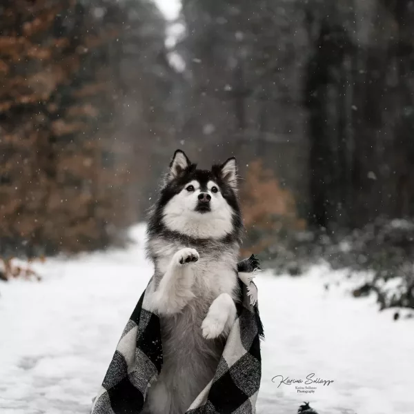 Finnischerlapphund männchen im Schnee