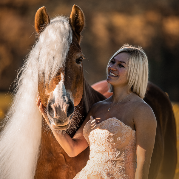 Haflinger Hengst im Feld