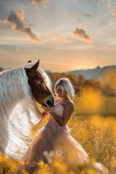 Haflinger im Sonnenuntergang