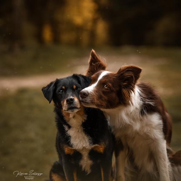 zwei Hunde im Wald kuscheln