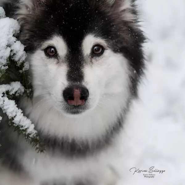 Finnischerlapphund im Schnee